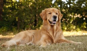 Golden Retriever Dog