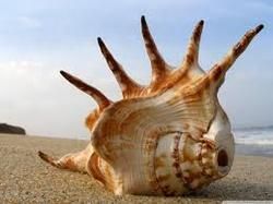 Panchajanya Shankh Sea Shell original