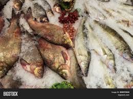 chilled fish