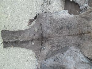 100% pure genuine top quality of unsalted or salted donkey hides for sale