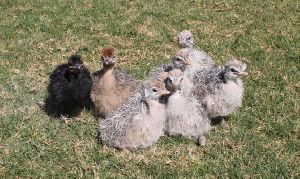 fertile ostrich eggs and young ostrich chicks