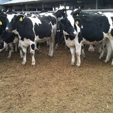 Pregnant Holstein Heifers, BOER GOATS, Sheep, Chickens, Ostrich Eggs