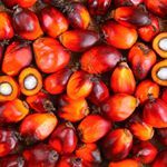 palm Kernel Oil / Palm Kernel Shells