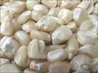 Yellow Corn, White Corn, Maize, Dried Corn, Sweet Corn