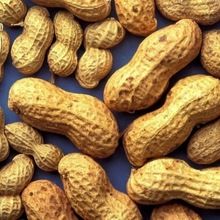 Peanut seeds and raw peanut