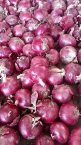 Fresh Onions