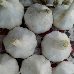 Garlic Pure White (Fresh)
