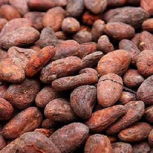 High Grade Dried Raw Cocoa Beans for Sale