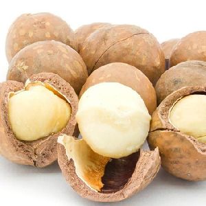 Raw Vietnam Macadamia Nuts in Shell with High Nutrient from Vietnam
