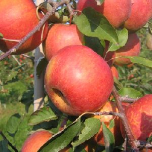 New Fresh Fruits Red Fuji Apples