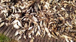 dry fish