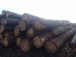Southeastern US Hardwood Logs