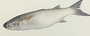 Grey Mullet Fish