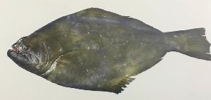Indian Halibut Fish