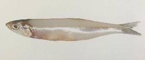 Whitebait Fish