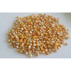 Food Grains Maize