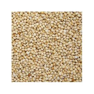 White Millet Seeds