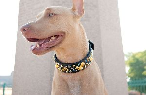 Handcrafted Leather Dog Collars With Gemstones