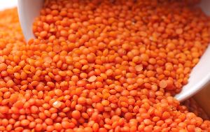 orange Lentils Dal/Pulses