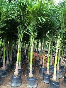 ASR Nursery & Tree Supplier - Royal palm trees Manufacturer & Exporters