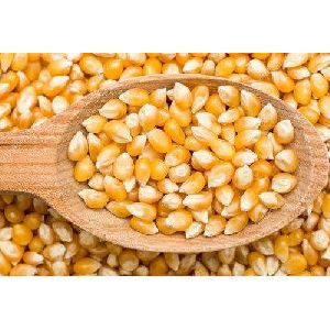 Loose Corn Seeds