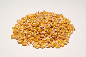 Yellow Corn Grain