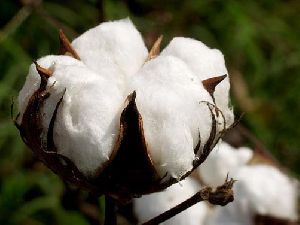 Indian Natural Raw Cotton
