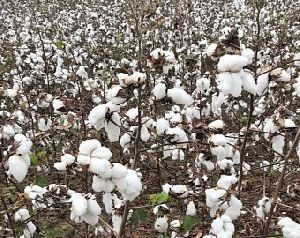 Indian Pure Raw Cotton