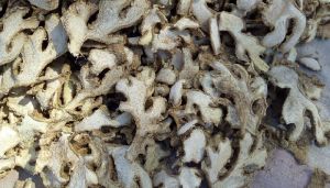 dry ginger
