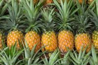 fresh pineapple,  Type : Fruit