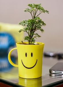 Rolling Nature Aralia Variegated in Smiley Cup