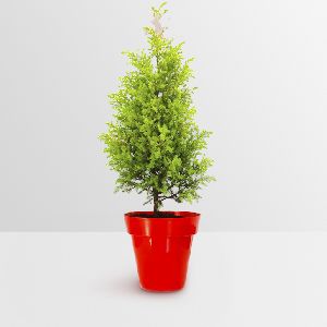Rolling Nature Christmas Tree in Red Colorista Pot