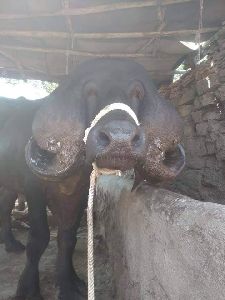 Jafrabadi buffalo
