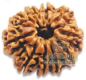 10 Mukhi Rudraksha