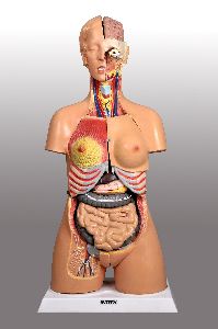 biologilcal model