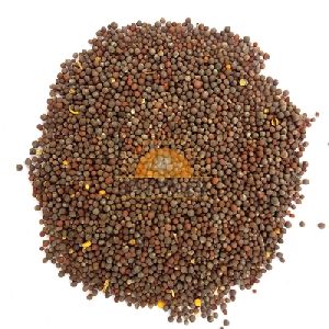 black mustard seeds