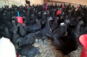 Kadakanath Poultry Farming