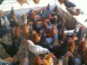 KAVERI Poultry farm