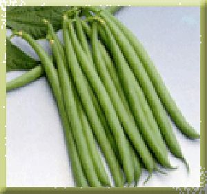 Anupuma french beans