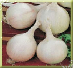 milky white onion