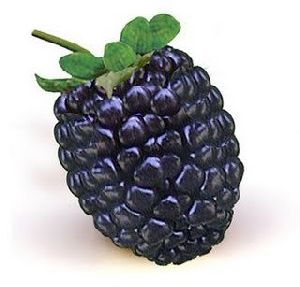 Fresh Blackberry