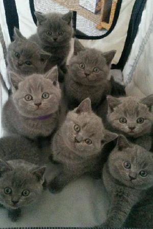 British short hair kittens