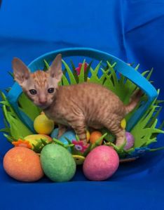 Cornish Rex