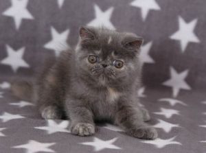 Exotic Shorthair Kitten