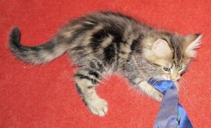 Registered Maine Coon Kittens