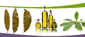 Organic Bay Leaf Oil
