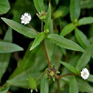 Organic Bhringraj Herb