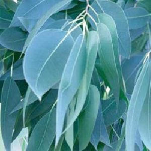 Organic Eucalcyptus Herb
