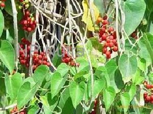 Organic Guduchi Extract