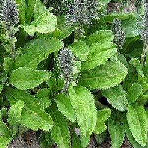 Organic Kutki Herb
